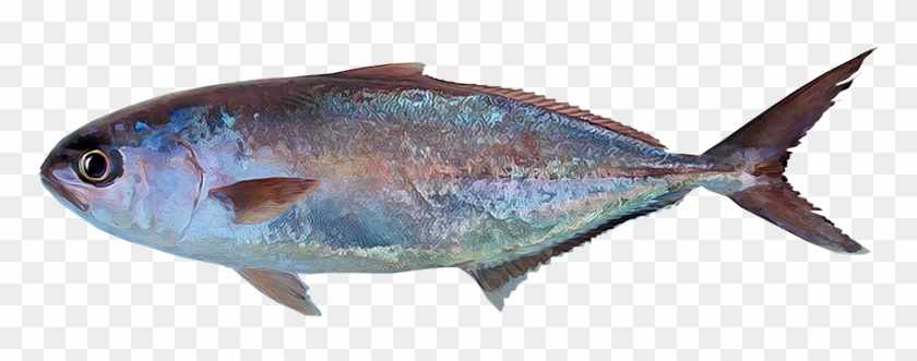Seriola Peruana - Peces Del Mar Peruano #810736
