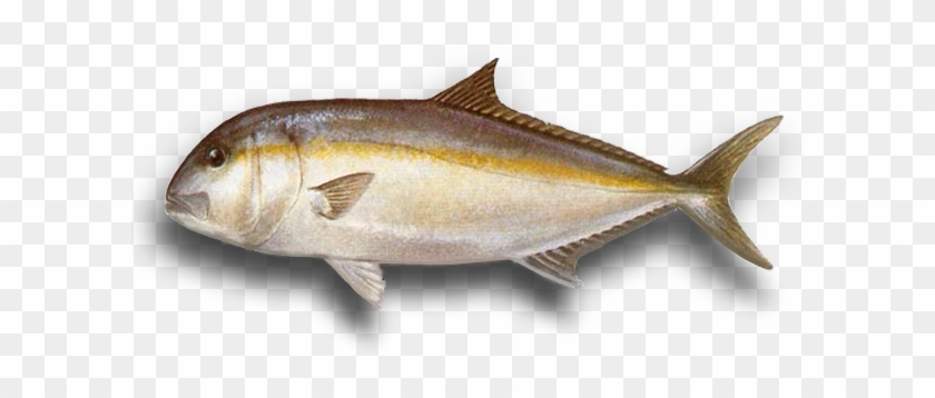 Samson Fish #810741