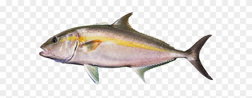 カンパチ - Coregonus Lavaretus #810752