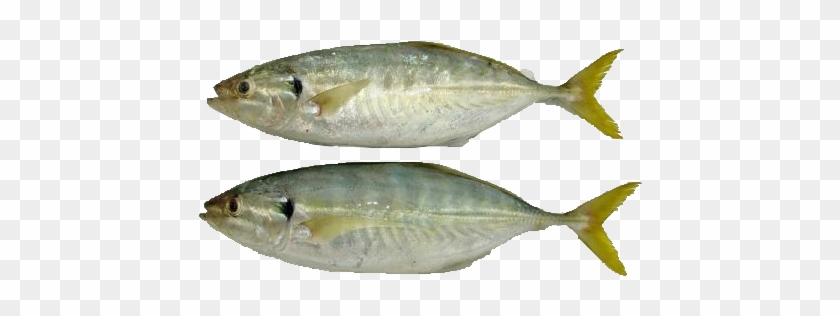 Cá Ngân Tươi - Yellow Tail Scad #810770