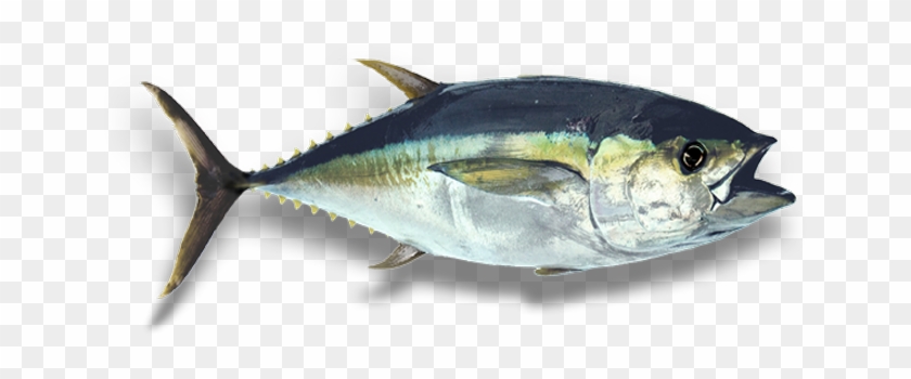 Pacific Sturgeon #810777