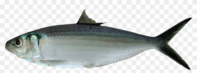 Galería - Sardinella Eba #810789