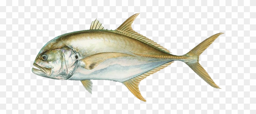 Crevalle Jack - Pacific Sturgeon #810829