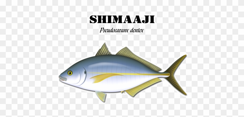 Shimaaji - Kombat Uk #810847