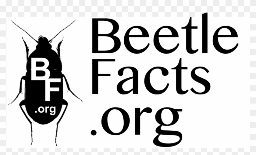 Beetle #810855