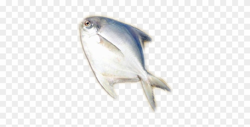 Silver Pomfret - Sand Eel #810906