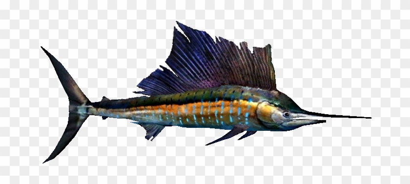 Atlantic Sailfish - Sailfish Png #811091