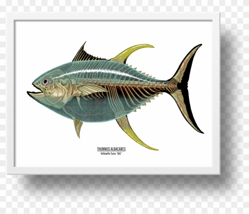 Mackerel Swordfish Albacore Yellowfin Tuna - Sailfish #811112