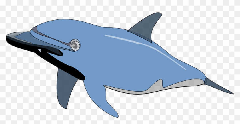 Marine Fish Clipart Ikan Pencil Color 6 Kartun Animasi - Dolphin Clip Art #811939