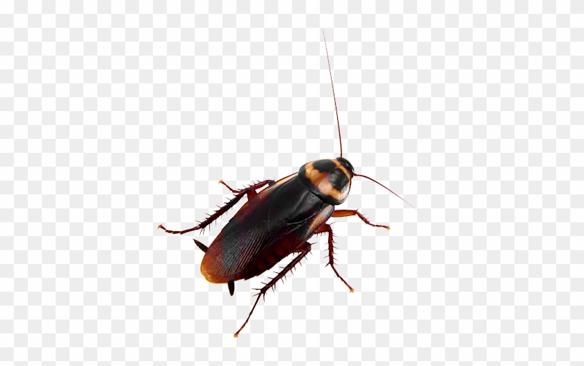 Bu-69 - Michigan Cockroach #813646