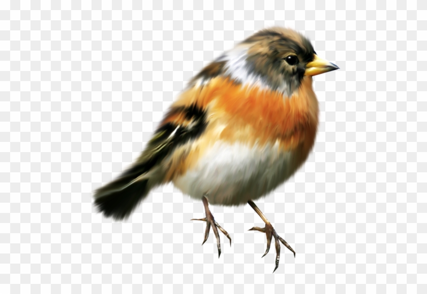 Bird Clip Art - Bird Clip Art #814003