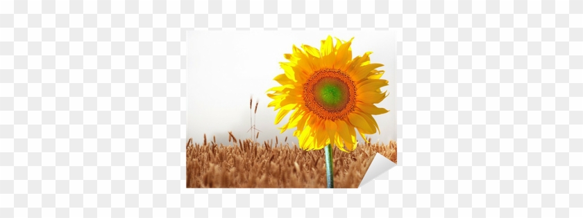 Common Sunflower #816872