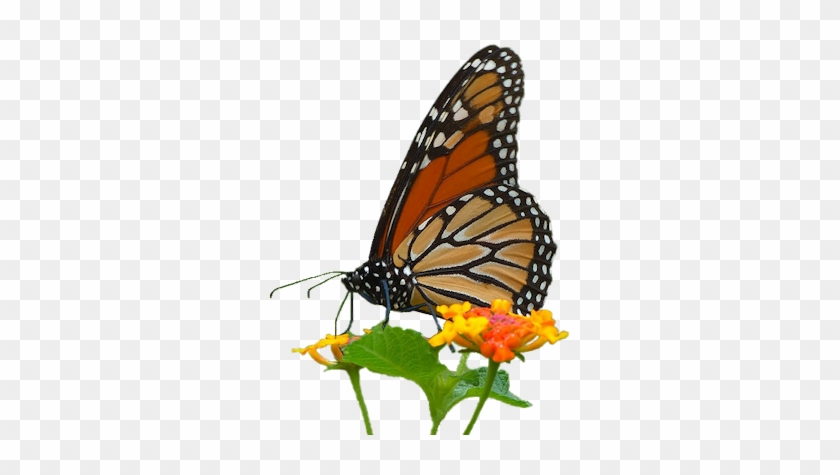 Monarck-flower - My Monarch Journal [book] #816899