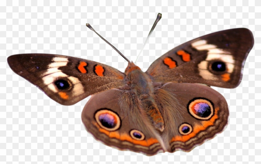 Insect Butterfly 1080p Desktop Wallpaper Flower - Insect Butterfly 1080p Desktop Wallpaper Flower #817146