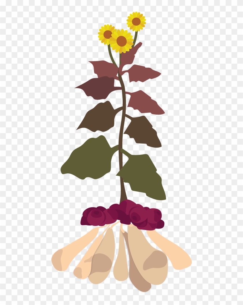 Yacon Plant Illustration - Smallanthus Sonchifolius Yacon #818257