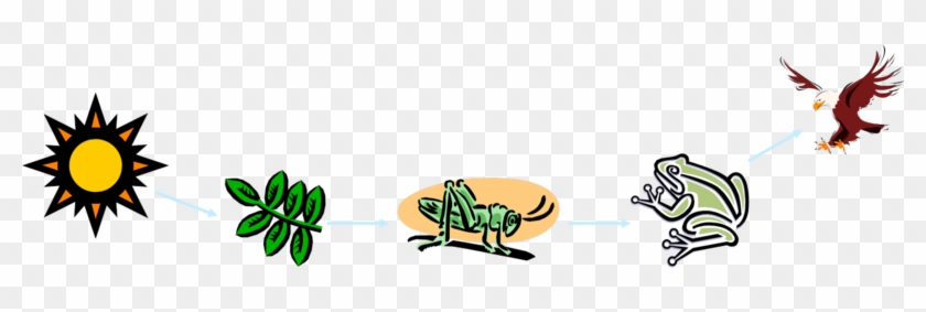 Food Chains Go In One Direction - Food Chain Complete Process #818731