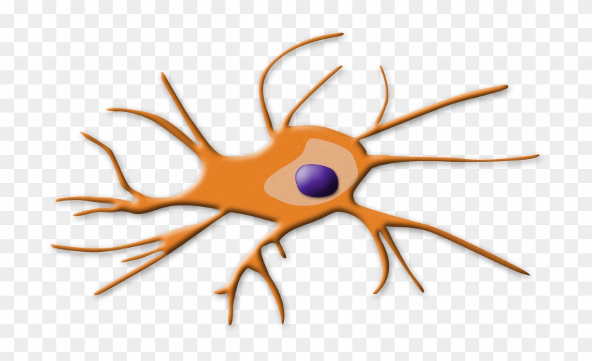 Dendritic Cell - Cisplatin Nephrotoxicity Mechanism #819489