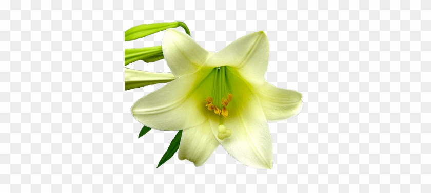 Lily - Lily #819586