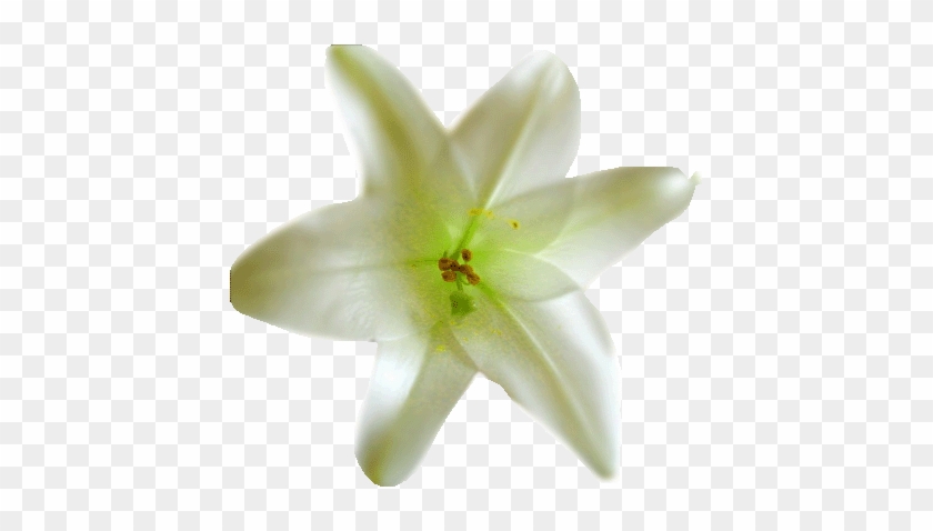 Lily #819590