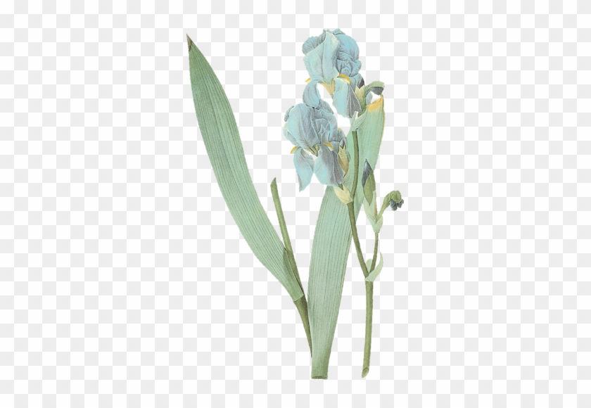 [ Img] - Pierre Joseph Redouté Kunstdruck: Iris Pallida, From #819671