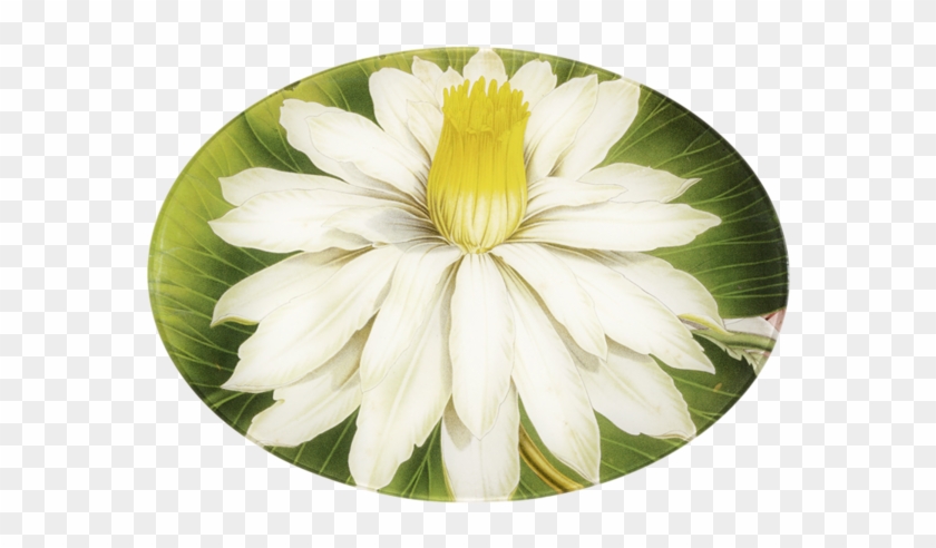 Buyenlarge Tropical Lotus Flower By Louis Benoit Van #819689