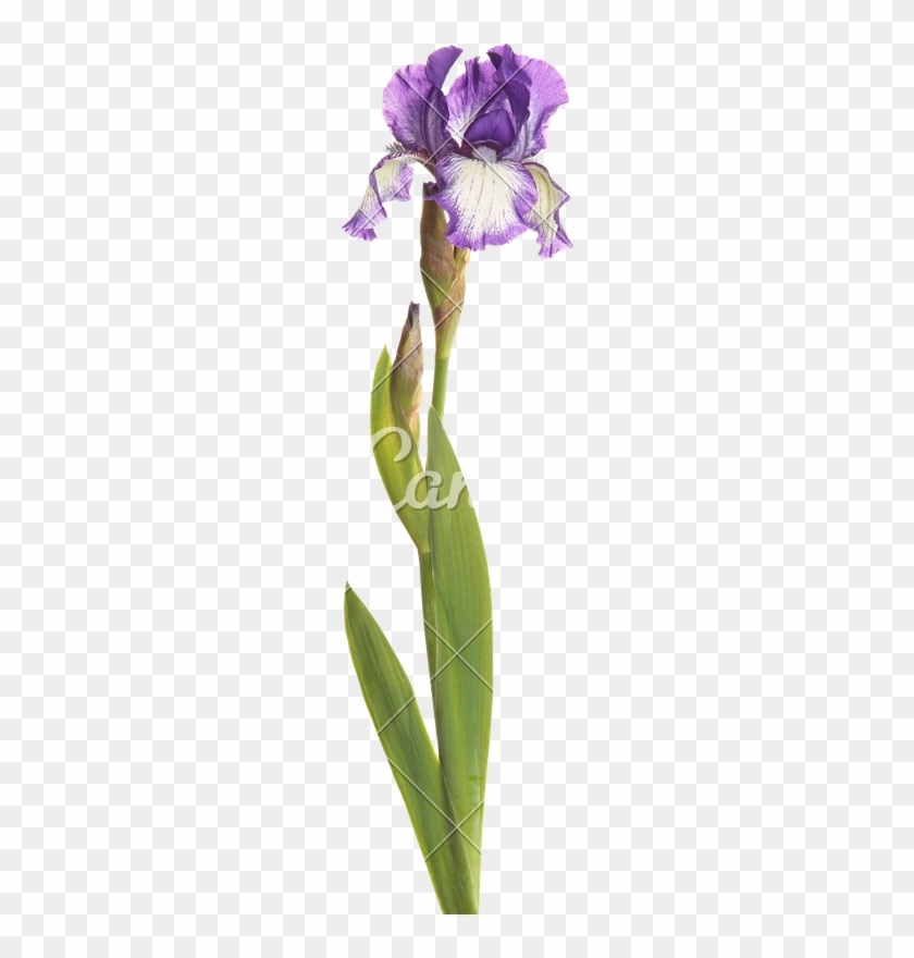 Stem With A Purple And White Iris - White #819691
