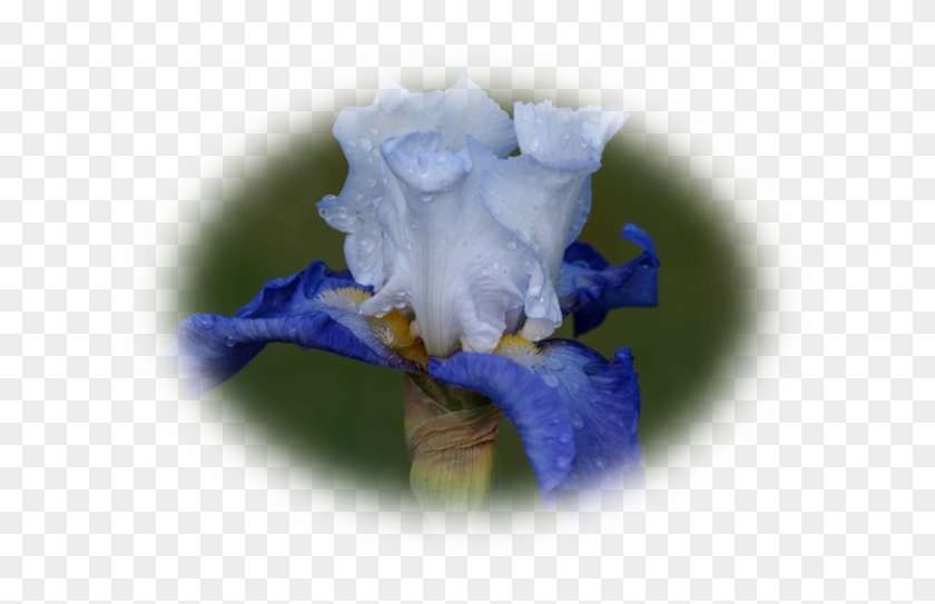 Image26 7 - D Iris #819711