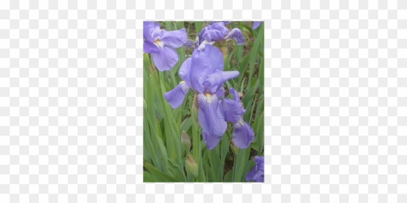 Poster Iris Avec Des Gouttelettes De Pluie • Pixers® - Iris Albicans #819714