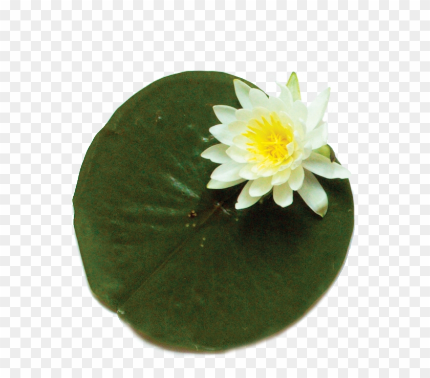 Lily - Lily #819718