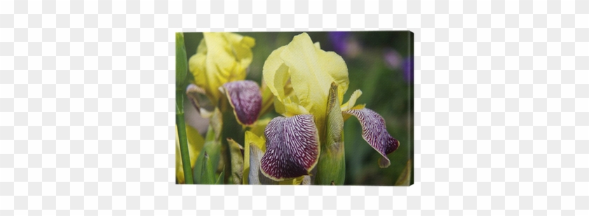 Iris Croatica #819749
