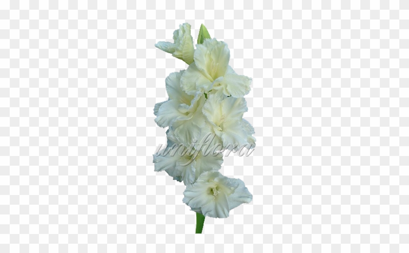 Кремовый Гладиолус - Gladiolus #819861