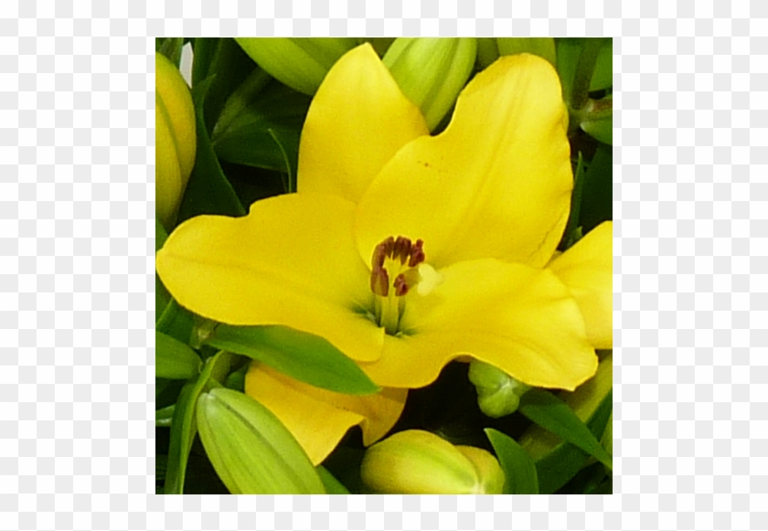 Bouquet Lys Du Soleil - Lily #819906