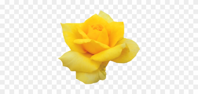 ♥인연을소중히♥ - Rose #819913
