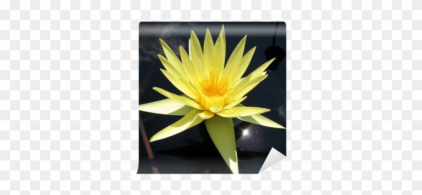 Sacred Lotus #819915