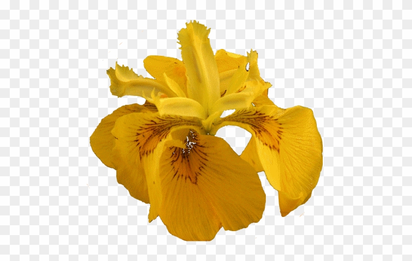 Od Johanky - Yellow Iris #819932