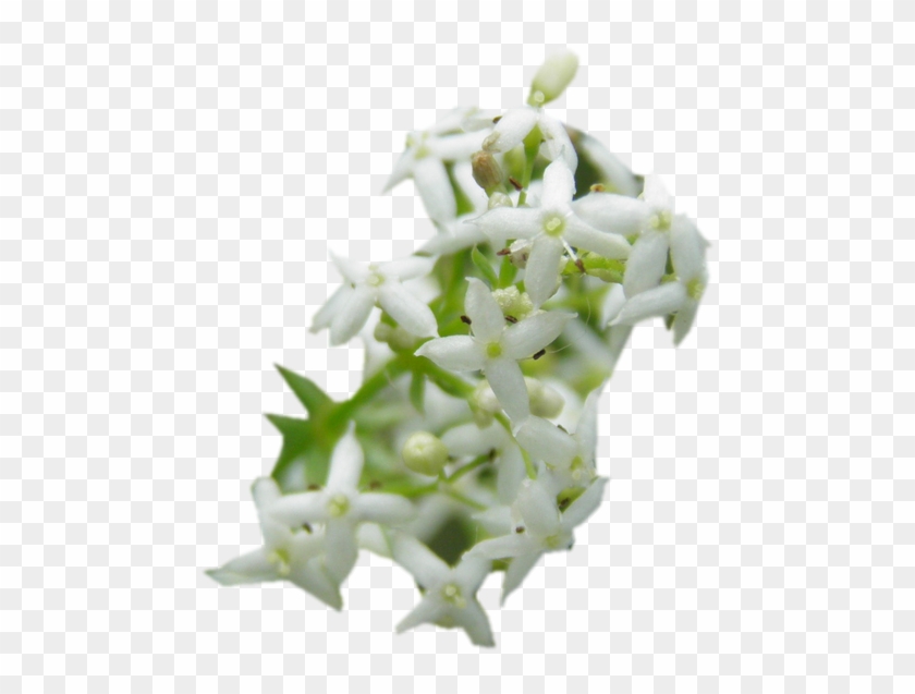 Galium #820006