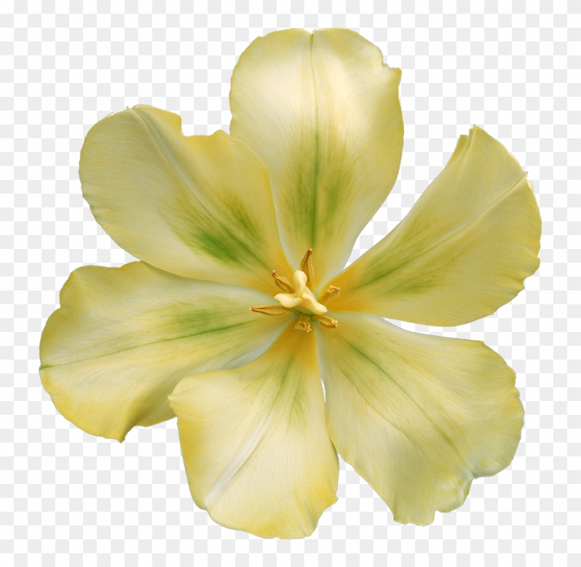 Tulip #820027