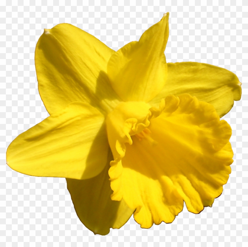 Http - //li-web - Ru/ - Yellow #820058