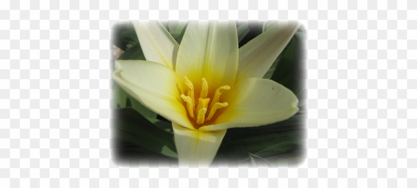 チューリップ - Tulip #820056