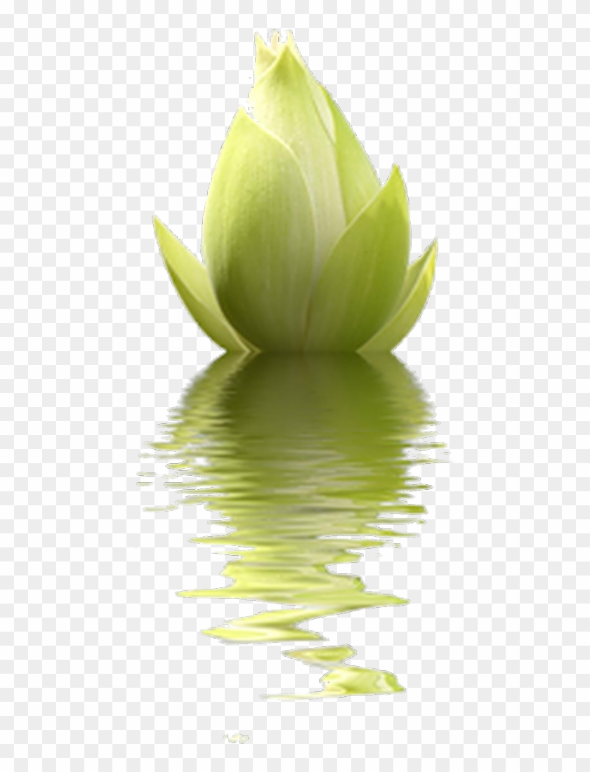 Изображение Для Плейкаста - Tube Feuille De Lotus Png #820099