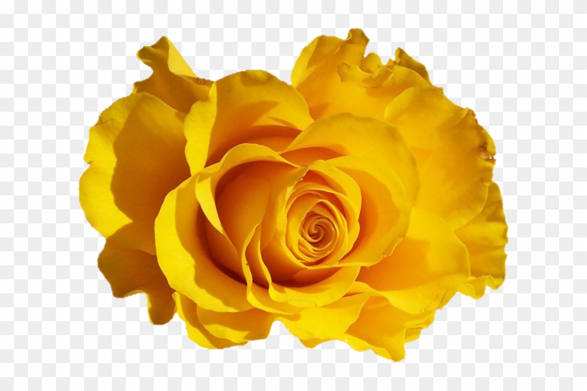Png Sarı Gül Resimleri, Png Yellow Rose, Png Gül Resimleri - Le Mystère De La Chambre Jaune [book] #820121
