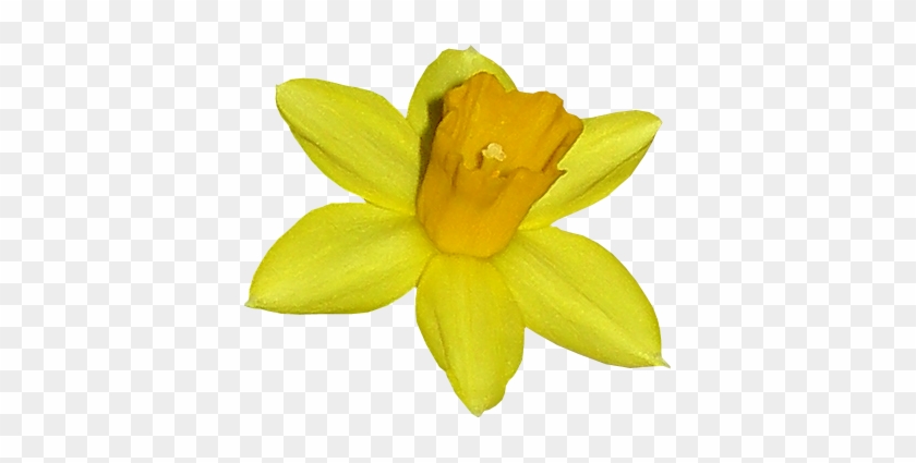 Tube Fleur, Joquille Narcisse - Lily #820127