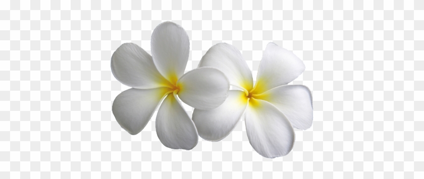 Plumeria Transparent Flowers Png Mightylinksfo - White Flower Png #820136