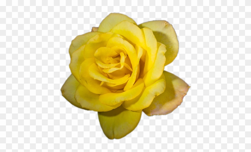 Hévéa - Floribunda #820141
