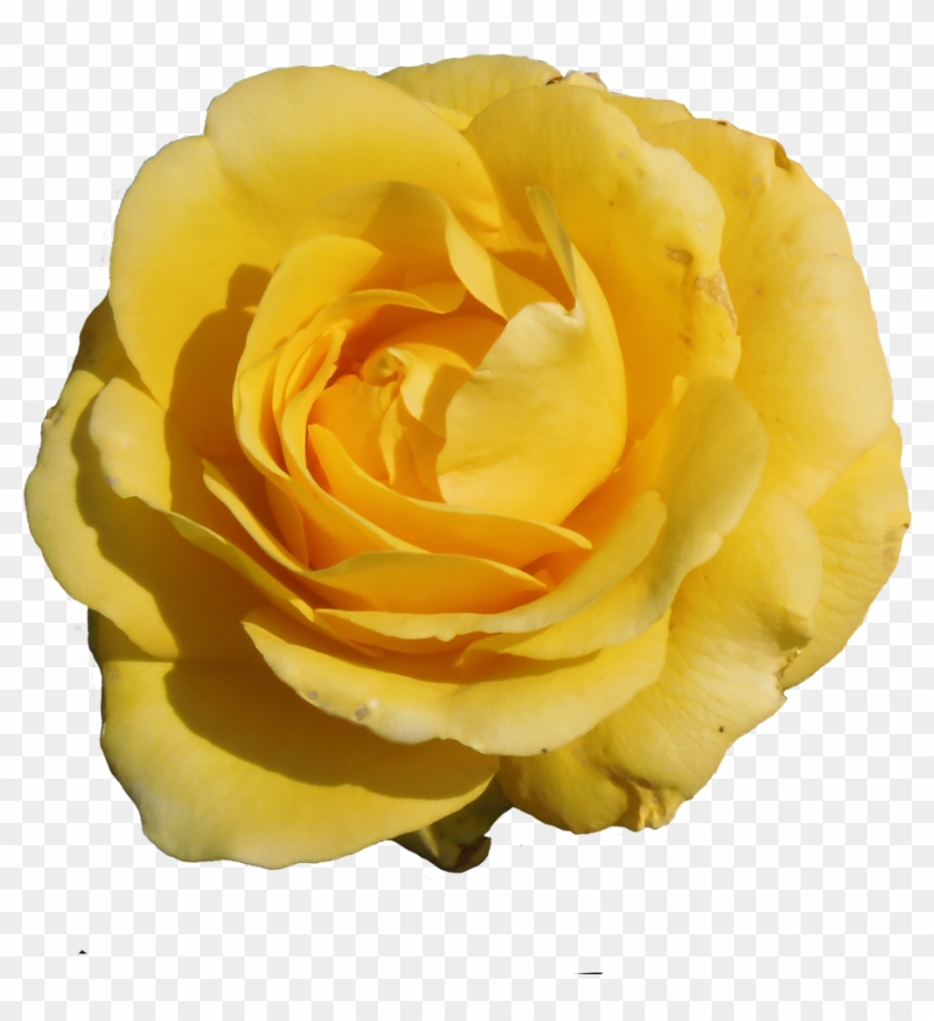 Flower Stock 4 By Indie-scarf - Flower Stock Image Png #820151