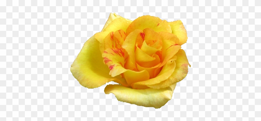 Yellow Rose Png By Vixen1978 - Hyunjin #820156