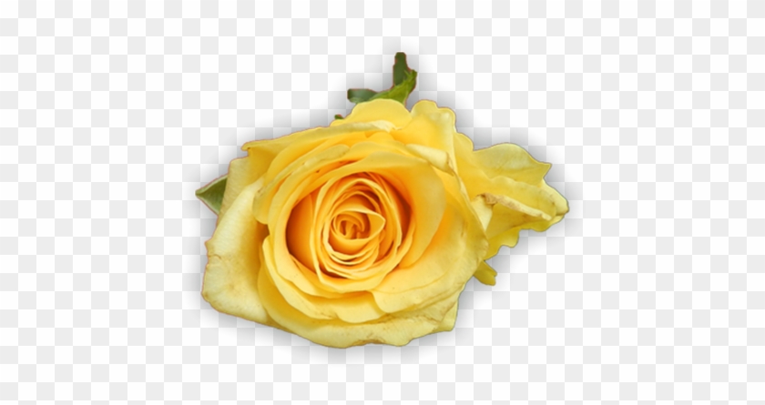 Lovely Yellow Roses - Rose #820186