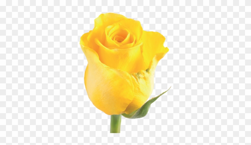 Moonwalk - Floribunda #820208