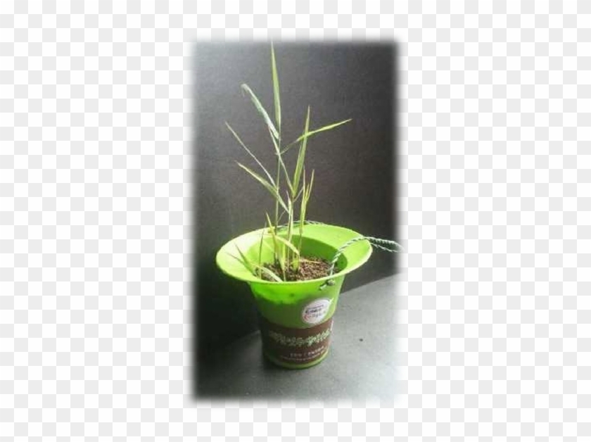 5 14시까지 스탬프 랠리 완주자 500명 선착순 증정 - Houseplant #820242
