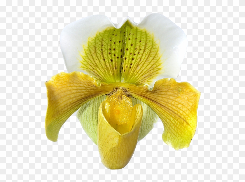 Young Fellow Award - Lady's-slipper #820265